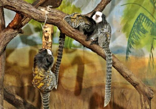 Brno ZOO